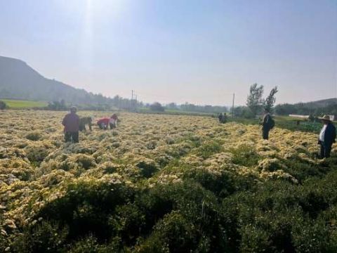 安徽省淮北市烈山镇蒋疃社区：小菊花开出乡村振兴好“钱”景