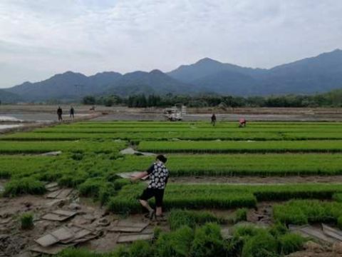江西永修：江上乡多措并举抓春耕 奋力绘就乡村振兴新图景