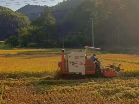 江西会昌县：“百亩稻农”刘瑞田的耕耘之路