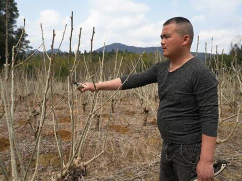 江西武宁：果树修枝盼丰收