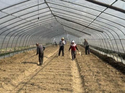江西德安：春耕芋头种植忙 拓宽乡村富“芋”路