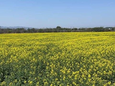 江西德安：油菜花开春意浓，金色花海遍地香