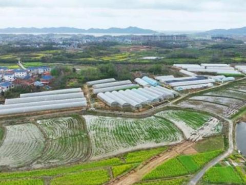 江西湖口：流泗镇金色产业托起共富梦