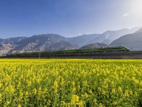 甘肃武都：党建引领油菜花海绘就乡村振兴“金”色画卷