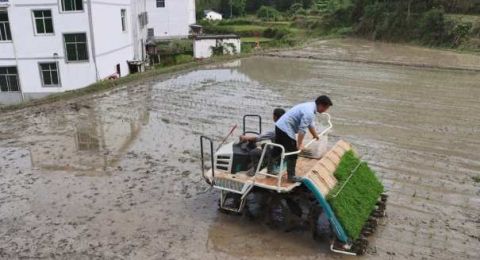 江西安远县：早稻机插忙 农田披新绿