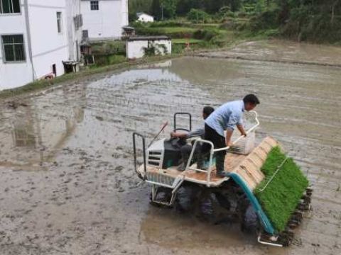 江西安远县：早稻机插忙 农田披新绿