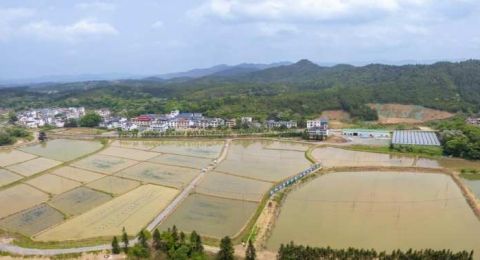 江西信丰县安西镇：虾肥稻丰水净村增收