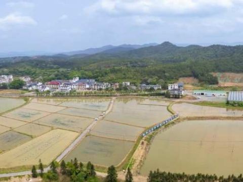 江西信丰县安西镇：虾肥稻丰水净村增收