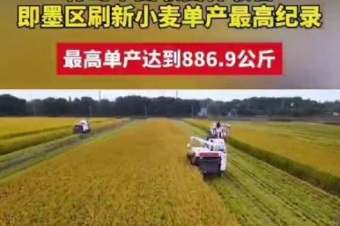 青岛市夏收夏种收官，青岛市即墨区刷新小麦单产最高纪录