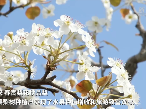 河北魏县：万亩梨花开正盛 农旅融合助推乡村振兴