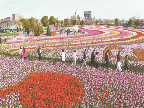 江苏盐城大丰区：荷兰花海春潮涌动 3000万株郁金香竞相绽放